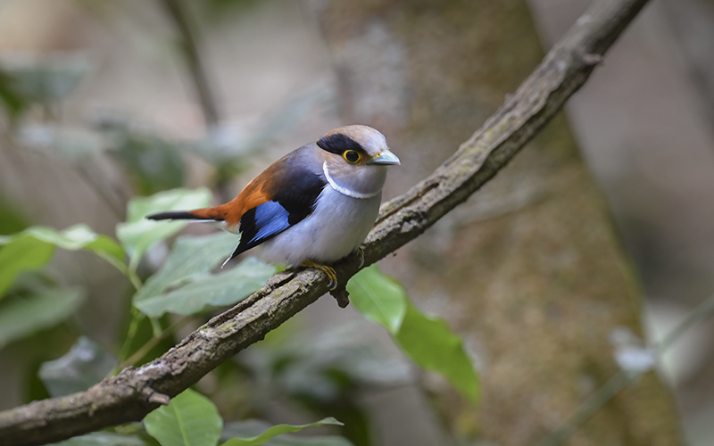 Silver-breasted Broadbill (Serilophus lunatus) at Di Linh Bird Hides - Southern Vietnam. Photo by: Phuc Le - Vietnam Bird Photography Tours - Vietbirdphototours.com